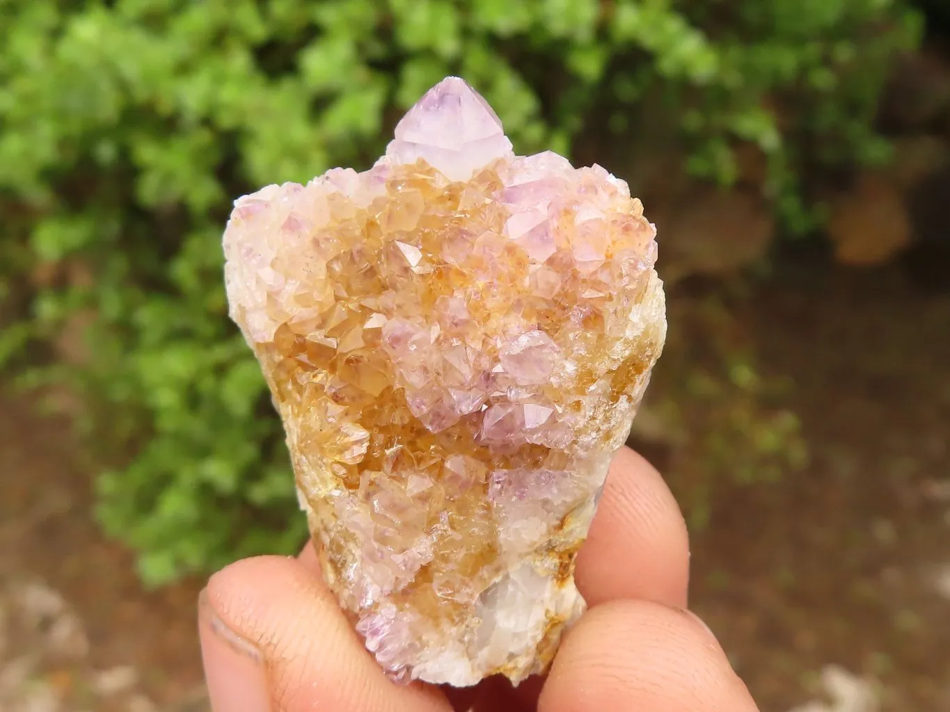 Natural Spirit Amethyst / Ametrine Quartz Clusters x 19 From Boekenhouthoek, South Africa