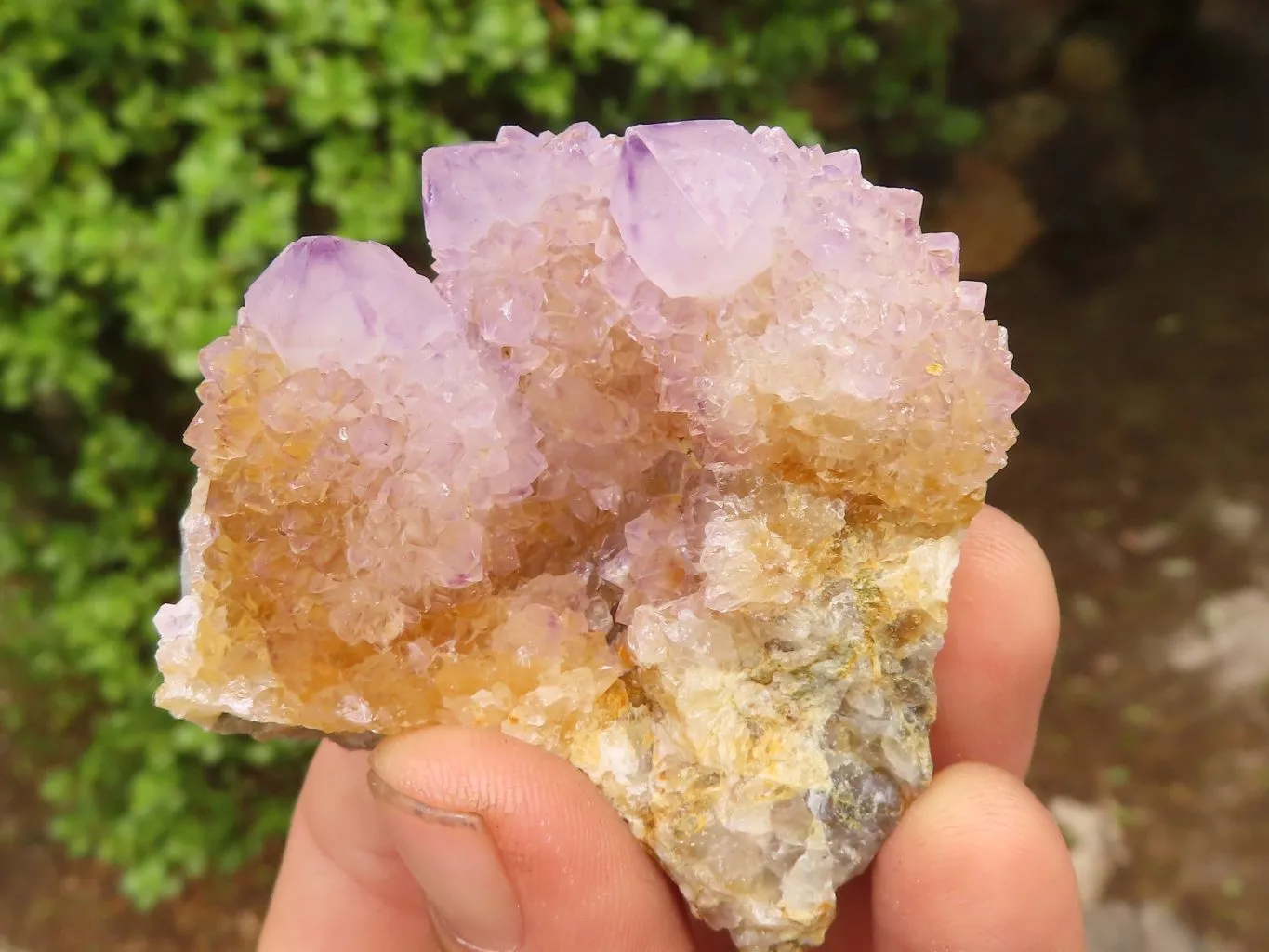 Natural Spirit Amethyst / Ametrine Quartz Clusters x 19 From Boekenhouthoek, South Africa