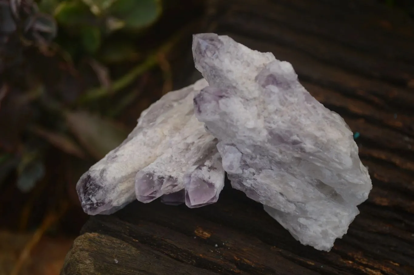 Natural Sugar Amethyst Clusters  x 12 From Solwezi, Zambia